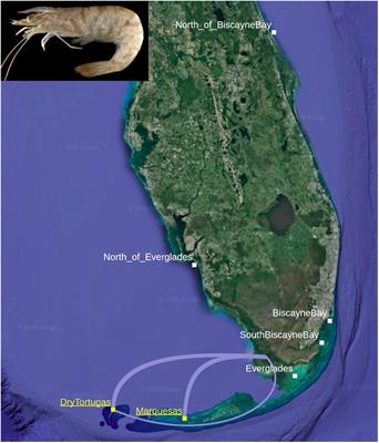 Population Genomics of the Commercially Important Gulf of Mexico Pink Shrimp Farfantepenaeus duorarum (Burkenroad, 1939) Support Models of Juvenile Transport Around the Florida Peninsula